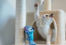 Ar kačių draskyklės gali padėti sumažinti augintinio stresą? Draskyklė kačių – pūkuotas kačiukas žaidžia ant daugiafunkcinės kačių draskyklės.
