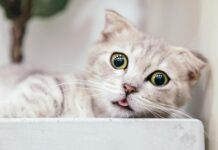 Ką iš tiesų mąsto katės: kaip suprasti jų kūno kalbą ir nuotaikas Kaip suprasti katės elgesį. Katė spendžia spąstus.