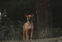 Filmai apie šunis pagal tikras istorijas – tikri jausmai Filmai apie šunis pagal tikras istorijas.