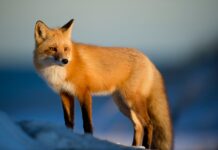 Gyvūnai, kurie moka „meluoti“: gamtos gudruoliai