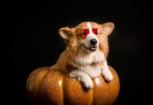 Helovynas su šunimi: natūralios idėjos be plastiko ir cukraus Helovynas su šunimi.