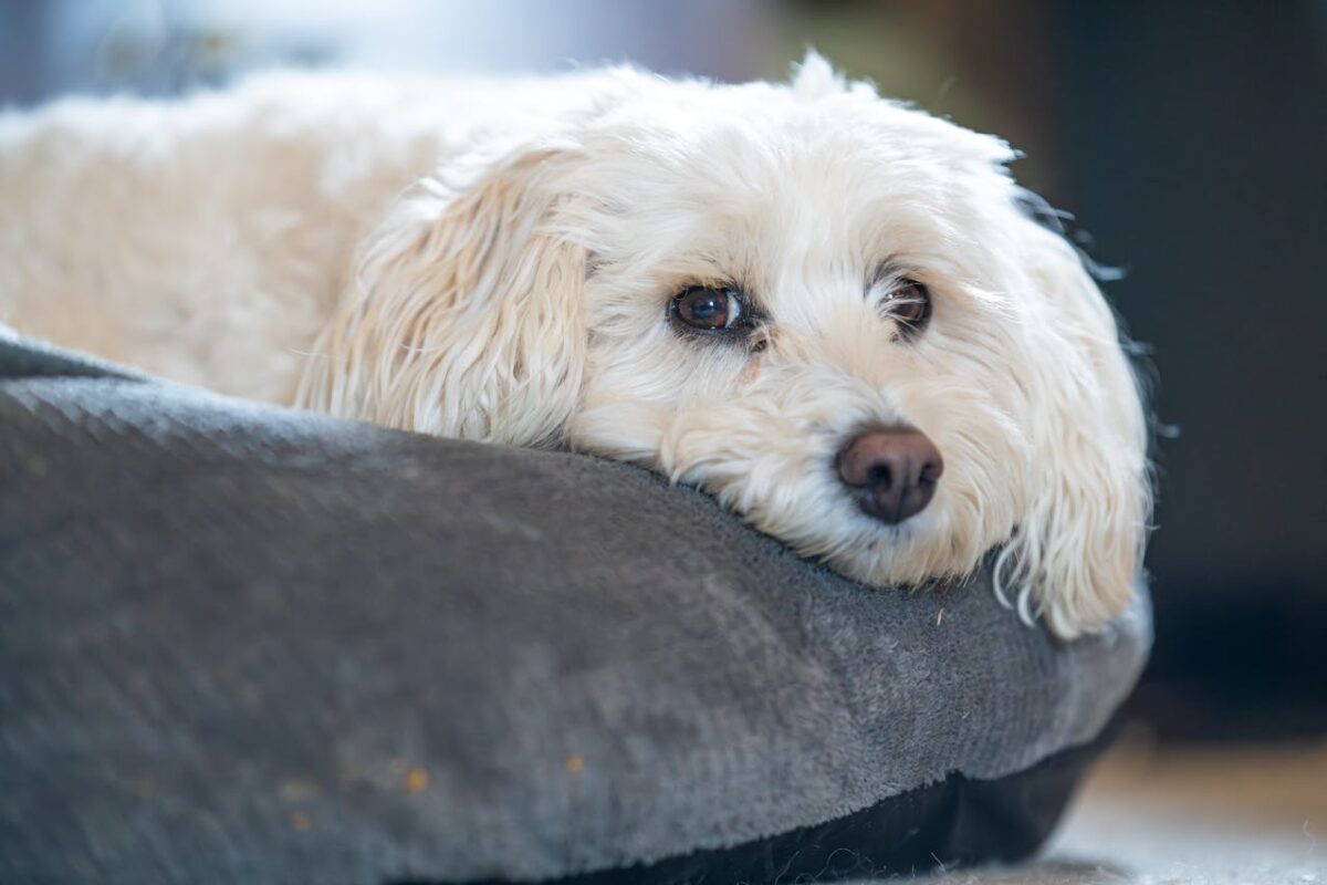 Ką šuo jaučia kai šeimininkas išeina. Šuo guli lovoje ir kantriai laukia savo šeimininko.