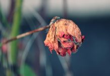 Kaip išgelbėti nudžiūvusį augalą: 5 greiti patarimai Kaip atgaivinti augalą. Džiūstanti gelė.