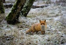 Kaip padėti laukiniams gyvūnams peržiemoti, kai užmiega gamta. Kaip padėti laukiniams gyvūnams žiemoti. Lapė