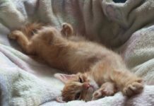 Kodėl katės visada renkasi miegoti ant drabužių? Kodėl katės miega ant drabužių. Katė raivosi ant lovos.