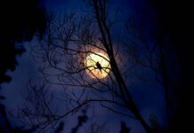 Kodėl paukščiai vis dažniau čiulba naktį: kas iš tiesų vyksta gamtoje Kodėl paukščiai čiulba naktį?