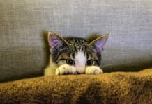 Kaip apsaugoti savo katę lauke: 8 pavojai, apie kuriuos verta žinoti Kaip apsaugoti savo katę lauke - Katinas slepiasi