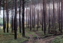 Kaip prižiūrimi rekreaciniai miškai: kam reikalingi kraštovaizdžio formavimo kirtimai? Kaip atrodo prižiūrėtas miškas