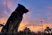 10 absurdiškų augintinių madų iš TikTok, kurios tampa pavojingos 10 absurdiškų augintinių madų iš tiktok.