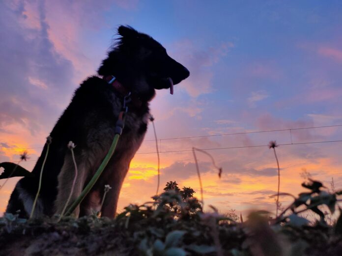 10 absurdiškų augintinių madų iš tiktok.