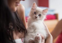 Geriausios kačių veislės vaikams: kurios yra saugiausios? Geriausios kačių veislės vaikams. Ragdoll veislė.