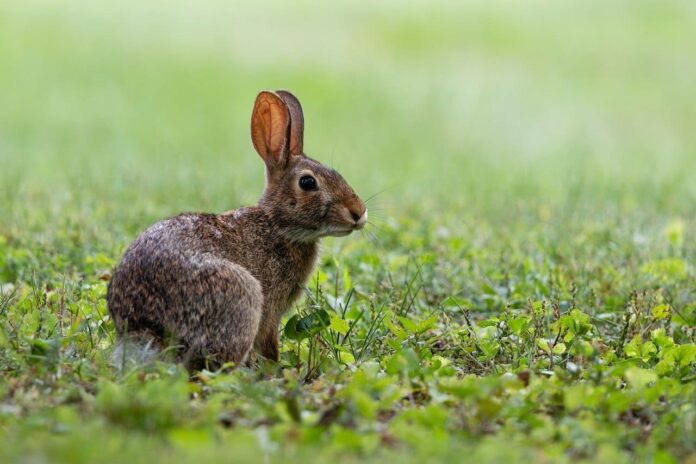 greiciausi-pasaulio-gyvunai Greičiausi pasaulio gyvūnai. Rudasis kiškis.