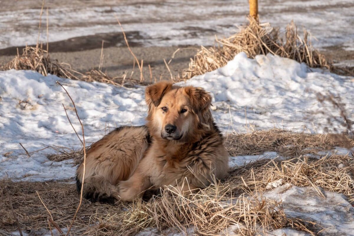 Gyvūno kailio būklė žiemą. Šuniukas su ilgu kailiu guli ant sniego.