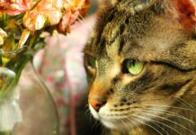 Kaip sumažinti gyvūnų kvapą namuose – natūralūs ir saugūs būdai Gyvūno kvapas namuose. Kai turi augintinį kvapas yra naturali kasdienybės dalis.