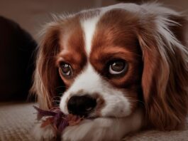 Ką daryti pamačius žiaurų elgesį su šunimi?