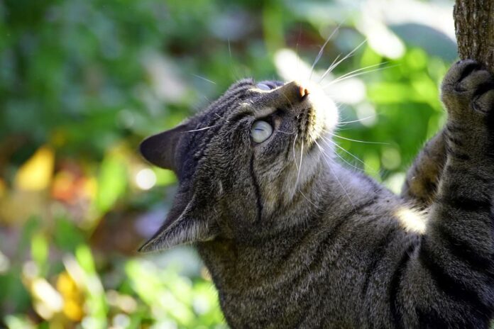 Kačių draskyklė. Katė lipa į medį.