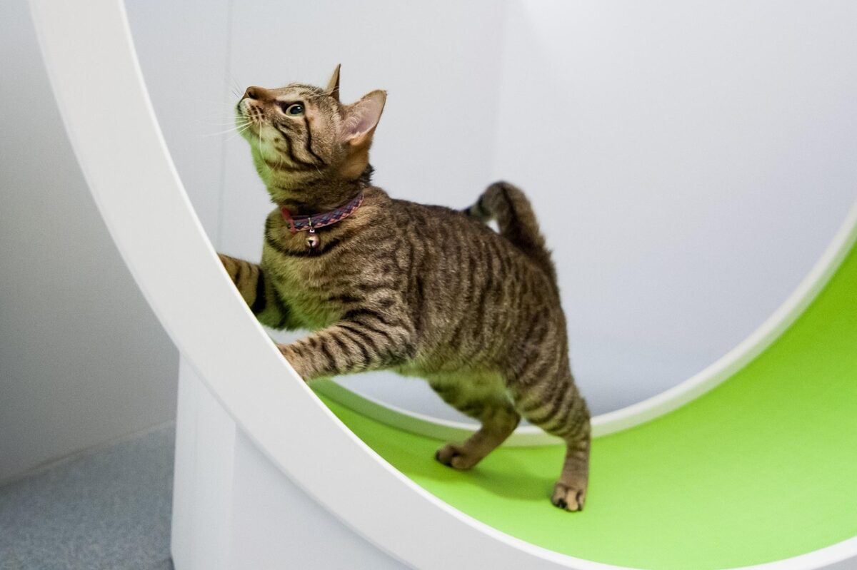 Kaip išlaikyti kambarinę katę liekną. Katė mankštinasi.