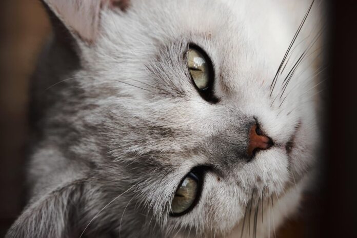 kaip-issirinkti-kates-tualeta Kaip išsirinkti katės tualeta. Katė žiūri į šeimininką.