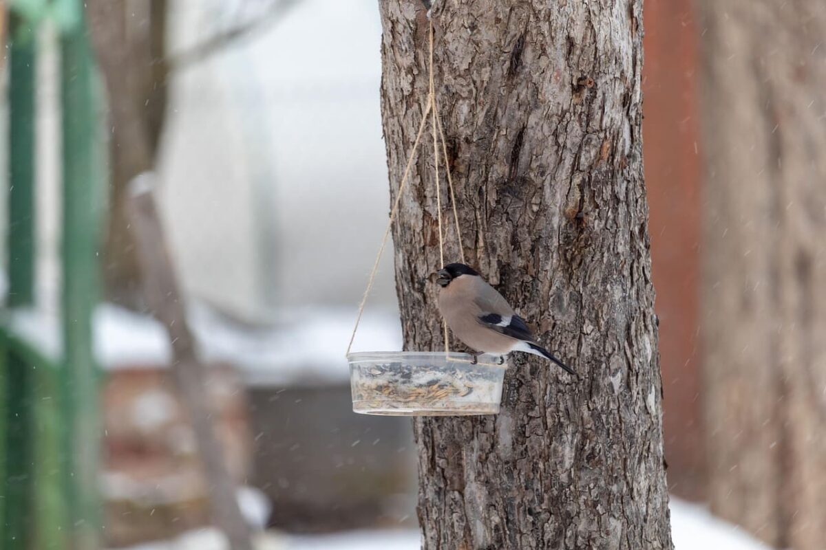 Kaip maitinti paukščius žiemą. Tinkamas maistas paukščiams yra labai saugus ir paprastas. 