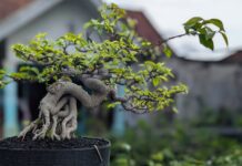 Kaip prižiūrėti fikusą, kad jis vešėtų visus metus Kaip prižiūrėti fikusą.