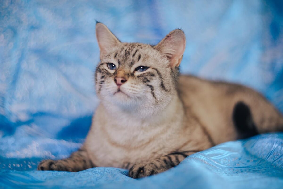 Katės laksto naktį. Katė guli