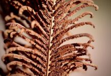 Kodėl augalai žiemą nustoja augti: tikrosios priežastys. Kodėl augalai žiemą nustoja augti. Nuvytęs augalas.