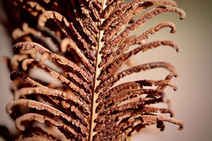 kodel-augalai-ziema-nustoja-augti Kodėl augalai žiemą nustoja augti. Nuvytęs augalas.