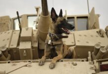 Belgų aviganiai kariuomenėje: slapti faktai, kurių niekas nepasako Kodėl belgų aviganiai naudojami kariuomenėje. Belgų aviganis tanke.