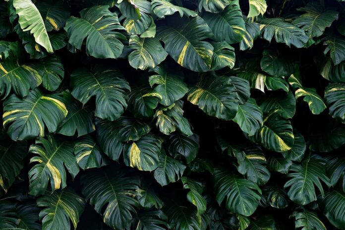 Kodėl monstera geltonuoja. Geltonuojantys monsteros lapai.