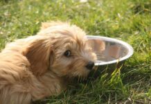 Kodėl šuo geria tiek daug vandens? Dažniausios priežastys Kodėl šuo geria tiek daug vandens. Ištroškęs šuo gina savo vandens indą.