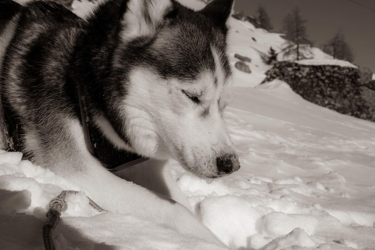 Kodėl šuo laižo sniegą. Kartais jie tai daro iš nuobodulio.