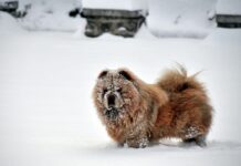 Kodėl šuo laižo sniegą? Priežastys, kurių šeimininkai nežino Kodėl šuo laižo sniegą.