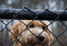 Kodėl žmonės prieglaudose renkasi „gražius“ šunis. Kodėl žmonės prieglaudose renkasi gražius šunis.