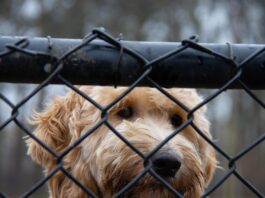 Kodėl žmonės prieglaudose renkasi gražius šunis.