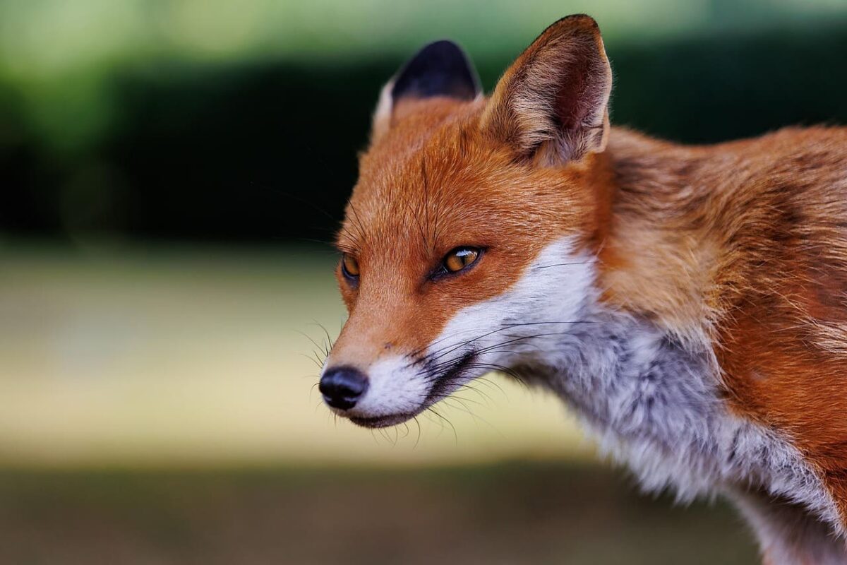 Lapės faktai. Lapės yra prisitaikymo meistrės.