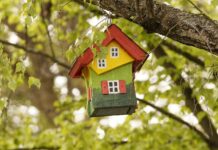 Kaip paruošti lesyklėlę žiemai Lesyklėlė žiemą. Ant medžio pakabinta paukščių lesykla.