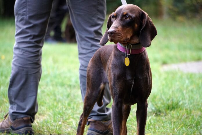 Medžiokliniai šunys. Medžioklinių šunų tipai.