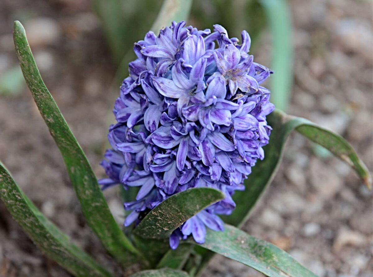 Populiariausios gėlės žiemą. Hiacintas.