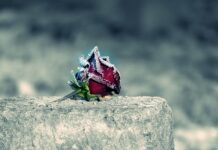 Populiariausios gėlės žiemai: atspariausios ir gražiausios Populiariausios gėlės žiemą. Sušalusi rožė.