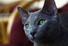 Rusų mėlynosios katės intelektas: kuo ši veislė pranoksta kitas? Rusų melynosios katės intelektas.