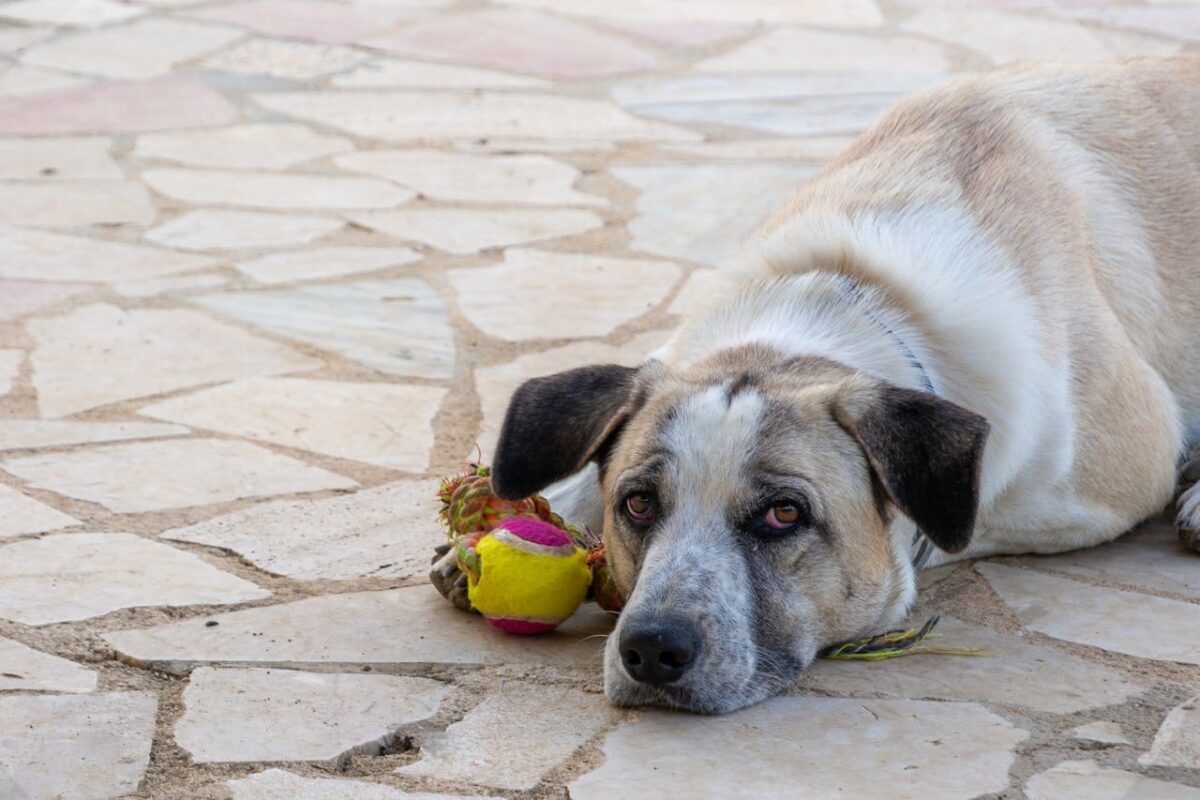 Šuns nerimo sutrikimai. Šuo paniškai reaguoja į viešumą. 