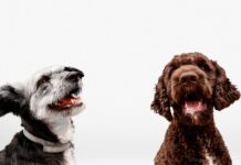 Antras šuo namuose: pirmi žingsniai be streso Antras šuo namuose. Svarbu geras pasiruošimas.