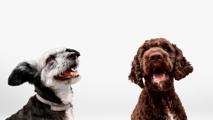 antras-suo-namuose-sunys Antras šuo namuose. Svarbu geras pasiruošimas.