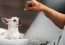 Ar augintiniams reikia papildų žiemą? veterinaro komentarai Ar augintiniams reikia papildų žiemą. Šeimininkas duoda papildų savo šuniui.