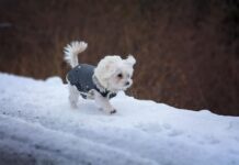 Ar galima šventiškai aprengti augintinį? kada tai saugu? Ar galima šventiškai aprengti augintinį. Aprengtas šuo.