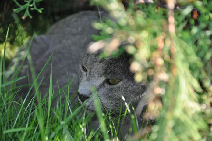 Ar rusų melynoji katė tinka vaikams. Rusų melynoji katė guli.