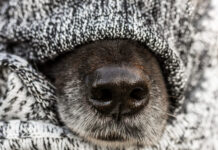 Bailus šuo – kaip padėti jam įveikti baimę kasdienybėje Bailus šuo. Šuo slepiasi susisukęs į patalynę.