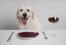 BARF dieta šuniui: ką svarbu žinoti prieš pradedant Barf dieta šuniui.