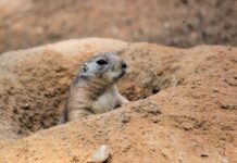 Gyvūnai, kurie pasirodo tik po lietaus Gyvūnai kurie pasirodo tik po lietaus. Laukinė gamta.