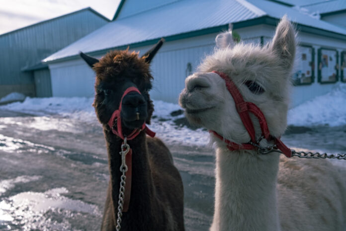 gyvunai-kurie-samoningai-atsisako-poruotis Gyvūnai kurie sąmoningai atsisako poruotis.